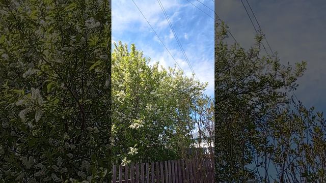 КРАСИВО ЦВЕТЕТ ВСЕ смотреть онлайн