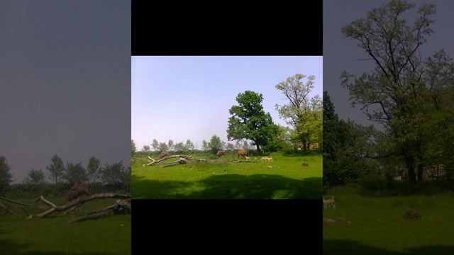 ЗООПАРК ГОРОД ЗЛИН ЧЕХИЯ смотреть онлайн