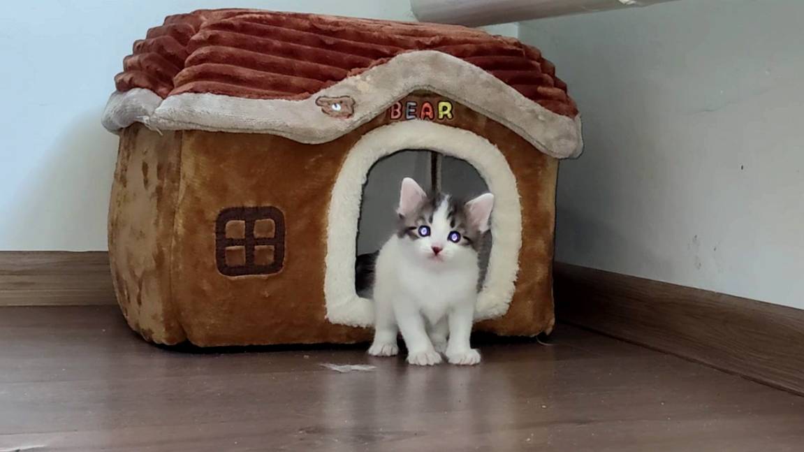 Милая кошачья семья. Мама-кошка всегда заботится о своих котятах. Котята мяукают. смотреть онлайн