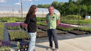 Многолетники для Подмосковья в питомнике растений Каверино