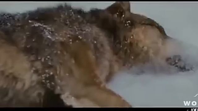 Клип ~Не сдавайся~ смотреть онлайн