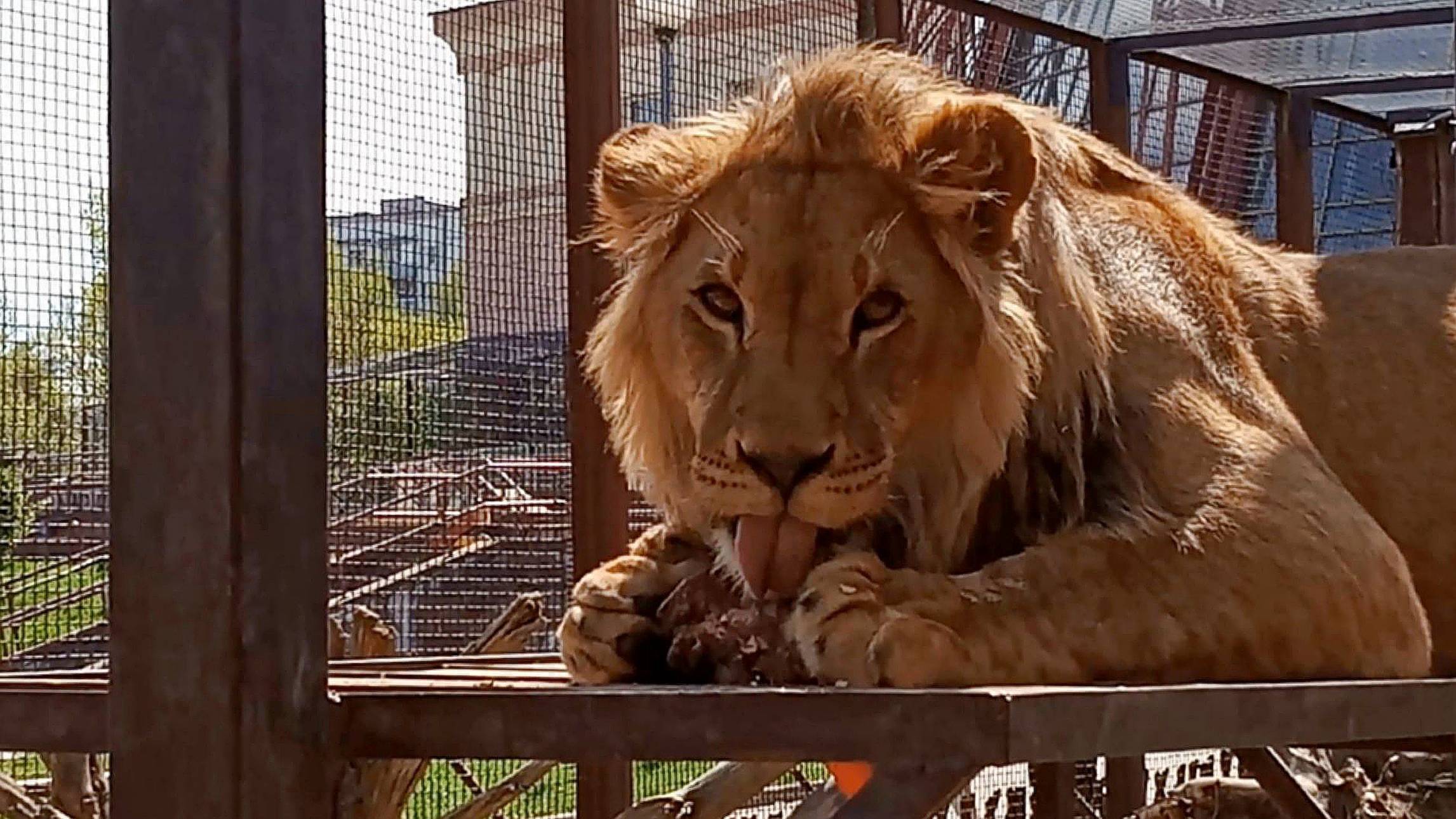 У льва ШЕРХАНА с сотрудником Александром взаимная любовь. / Шерхан - фантомас. Нужна ли помощь МЧС? смотреть онлайн
