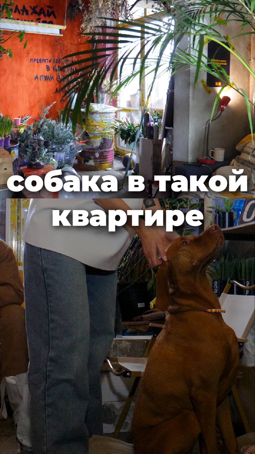 Собака в необычном интерьере #дизайнинтерьера смотреть онлайн