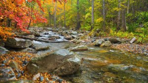 Осенние краски горной реки эпизод 3 /  АСМР /  Звуки Природы для медитации и отдыха / 1 час