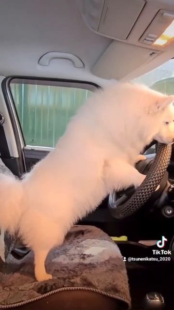 японский шпиц питомник Цунени Катцу