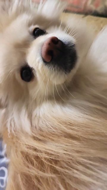 Бублик желает сладких снов всем! ❤️  #funnyvideo #funny #dog #собака #шпиц #приколы #сон