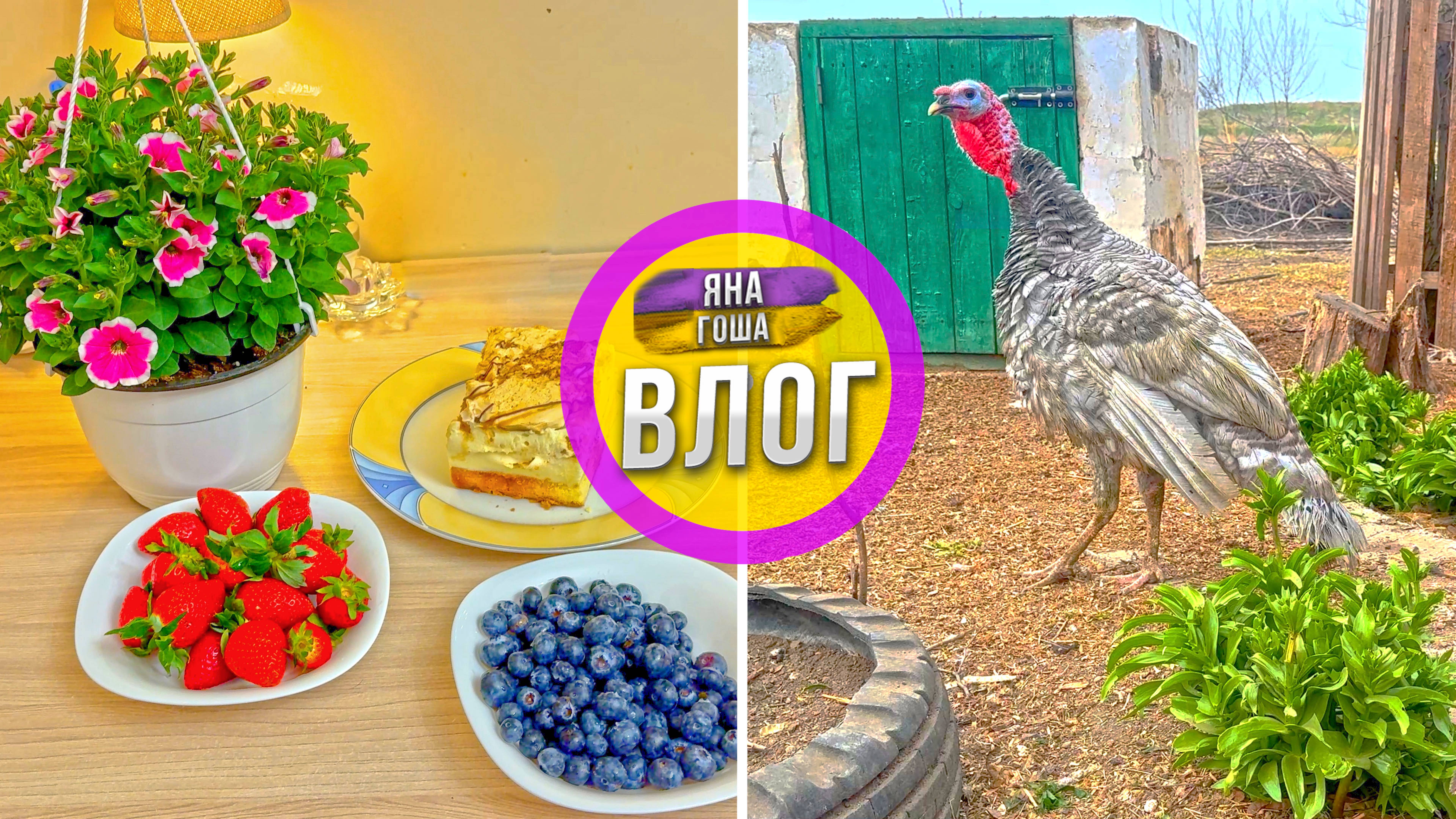 Что с новым индюком? Муж сделал сюрприз всей семье! смотреть онлайн