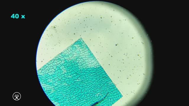 Кожура перца чили 🌶️ под микроскопом 🔬 4К - Chili pepper смотреть онлайн