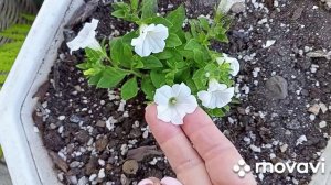 За последние несколько дней