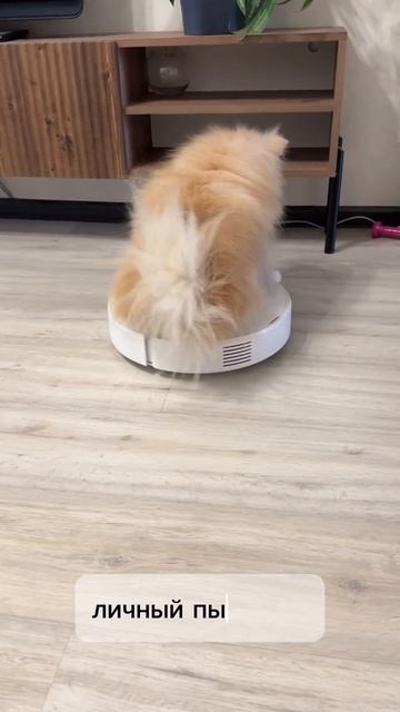 Пушистый хвастунишка #dog #pomeranian #dogs #собака #happy #шпиц #pom #funny