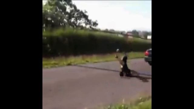 (Vine) Funny videos Подборка видео приколов # 5 FUNNY VIDEO by SHEVAMEN смотреть онлайн