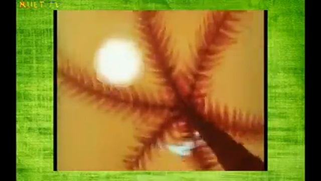 Танец утят смотреть онлайн