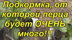 🍅 Как подкормить сладкий перец для обильной завязи? 🌶️
