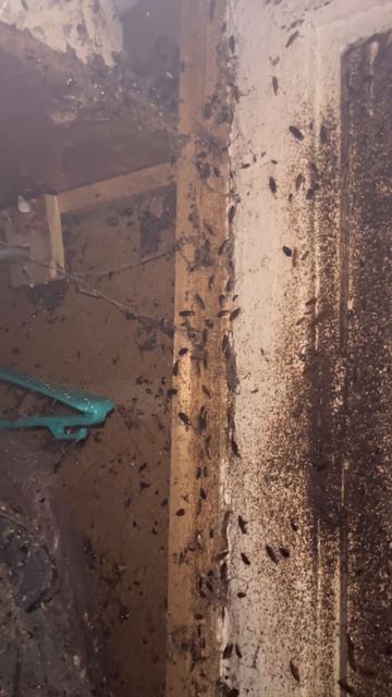 Дверь 🚪 в Нарнию 😱