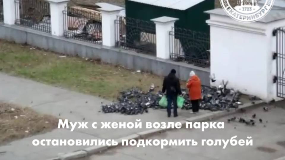 Почему нельзя подкармливать голубей? смотреть онлайн