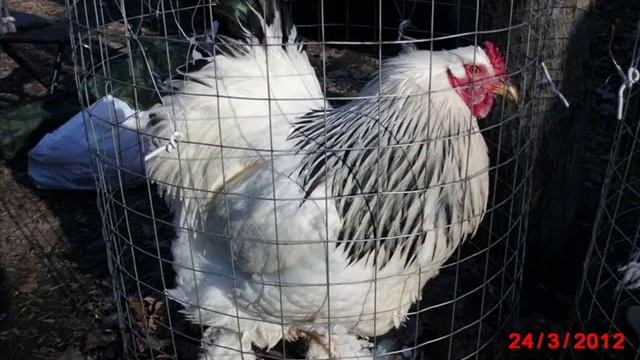 Выставка голубей в г.Днепропетровске. 24 марта 2012г. смотреть онлайн