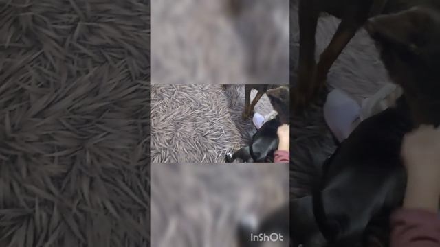 стафф пришел в новую семью. будем дрессировать собаку. обучим щенка по общему курсу дрессировки . смотреть онлайн