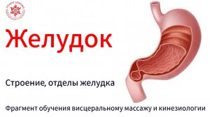Желудок. Строение, отделы желудка. Фрагмент обучения висцеральному массажу и кинезиологии.