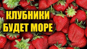 Подкормка клубники весной для большого урожая! Как выращивать крупную клубнику тоннами с куста