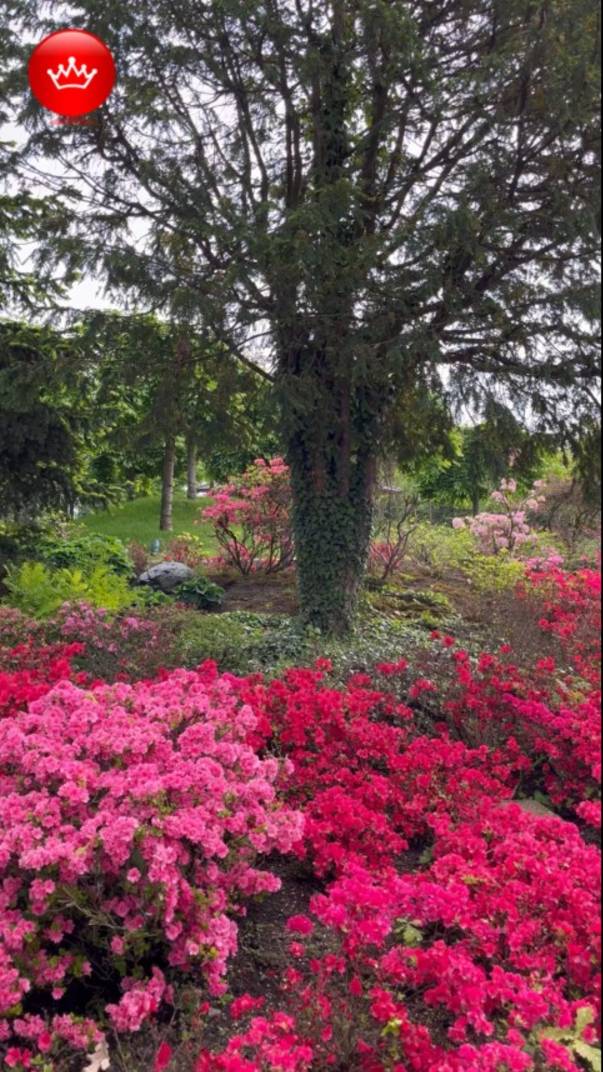 😎Парк Галицкого Японский сад 2025 май. смотреть онлайн