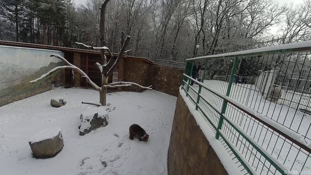 Медведь в заповеднике Таверда