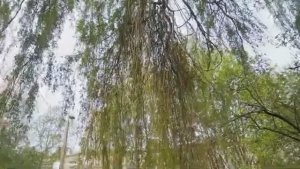 Влог_Выходного_Дня__Гуляю_Гадаю. Рената Смирнова. 2025