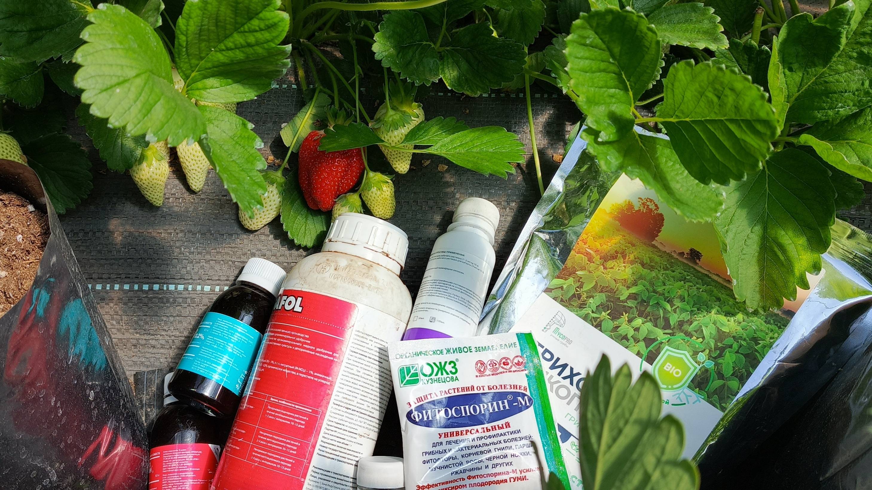 Как спасти клубнику во время сбора ягод? Безопасные обработки от болезней и вредителей. смотреть онлайн