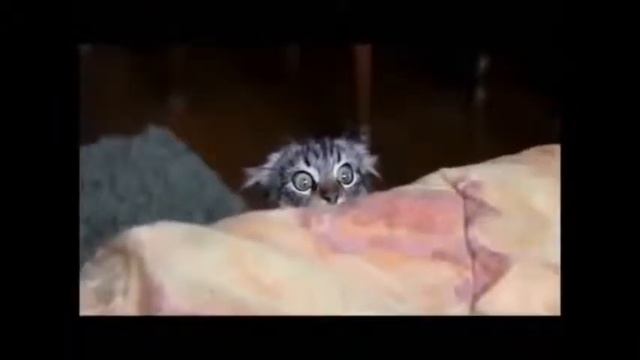 Кошка,улыбнись смешно 1 тв смотреть онлайн