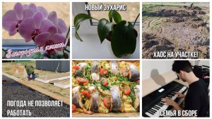 #117 Хаос на участке! Новый эухарис. Семья в сборе. Сын играет на синтезаторе. ВЛОГ ЗА НЕДЕЛЮ