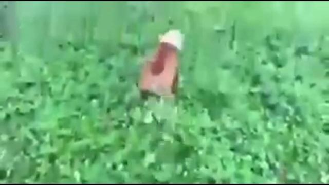 ЗАСМЕЯЛСЯ - ПОДПИСАЛСЯ!! НОВЫЕ МЕМЫ ПРИКОЛ РАБОТАЕТ смотреть онлайн