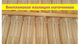 Внеплановая изоляция маточников.
