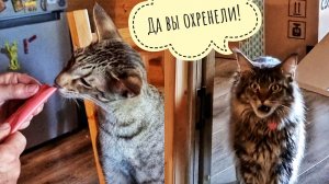 Треугольный кот учится плохому и подрезает у кошки Морошки вкусняшки, пока Маша его бросила и уехала