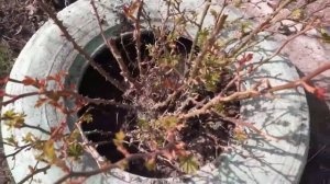 Как Пробудить Розы Весной: Лучшие Способы Подкормки