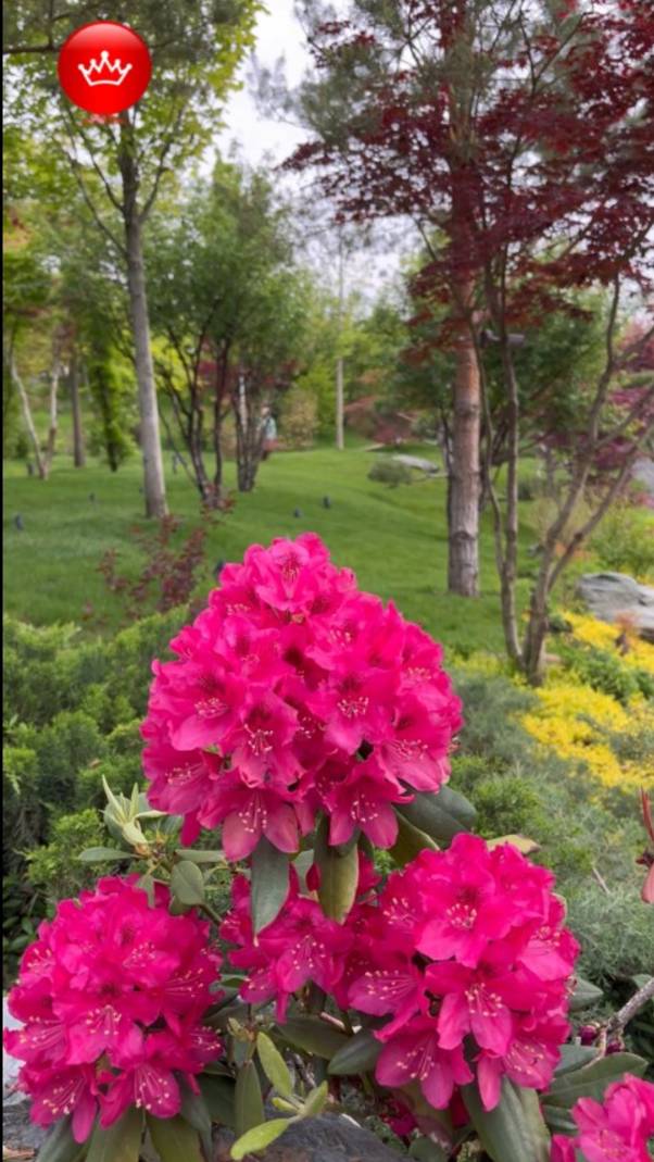 ☀️Японский сад Яркие краски 2025 Краснодар. смотреть онлайн