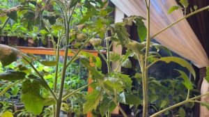 Что сделать, чтобы рассада не вытягивалась!