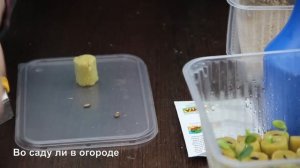 После этого СЕМЕНА АРБУЗА проклевываются МОМЕНТАЛЬНО