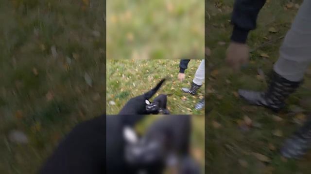 стафф знакомится со старшим братом смотреть онлайн