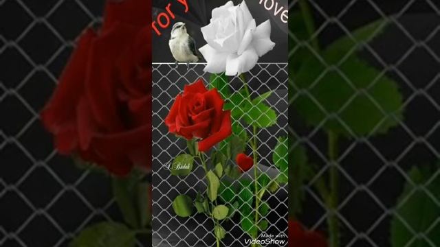 Енингдан оккан сувни кадри йок экран