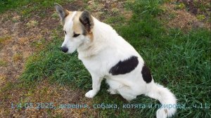 1-4 05 2025, деревня, собака, котята и природа..., ч. 11.
