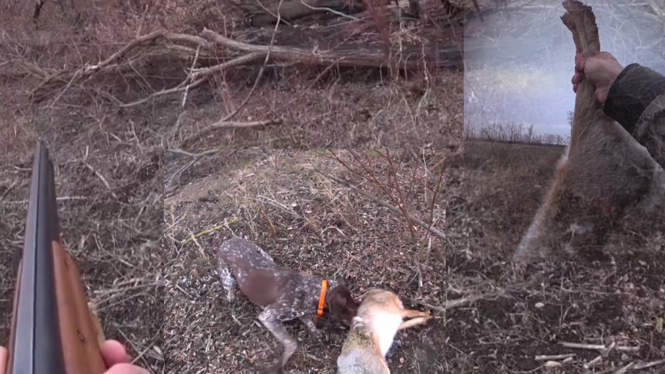 Зайчатница шла 5км по следу за подранком! Охота по зайцу! смотреть онлайн