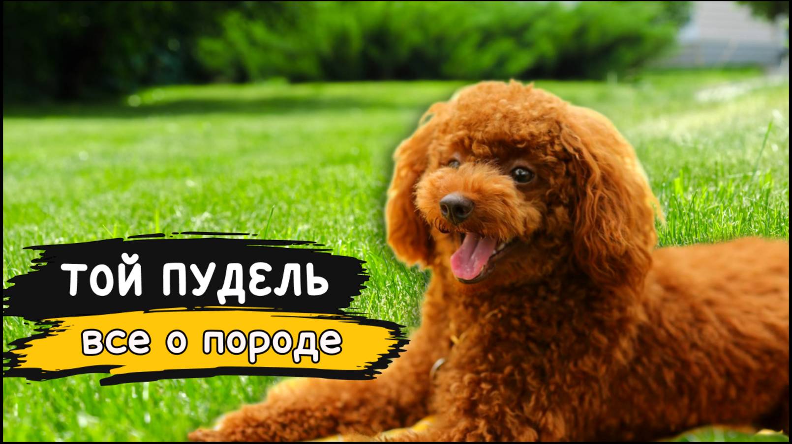 Той пудель - Все о породе собаки | Собака породы Той пудель смотреть онлайн