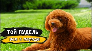 Той пудель - Все о породе собаки | Собака породы Той пудель