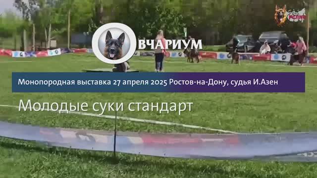 МОЛОДЫЕ СУКИ / КЧК РОСТОВ-НА-ДОНУ 27 апреля`25 И.Азен Моно немецких овчарок