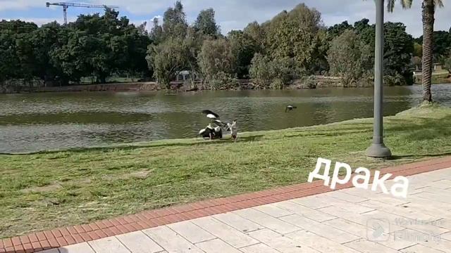 Парк Рамат Ган. смотреть онлайн