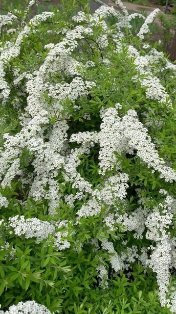 Спирея серая Грефшейм #цветы #садиогород #растения #садидача #садоводство