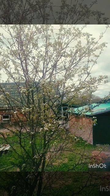 Цветение груши.mp4 смотреть онлайн