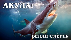 Белая акула: Санитар Океана | Интересные факты про белую акулу