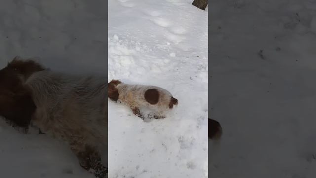 боник увидел большой снег. он маленький. ему всего 2.5 месяца