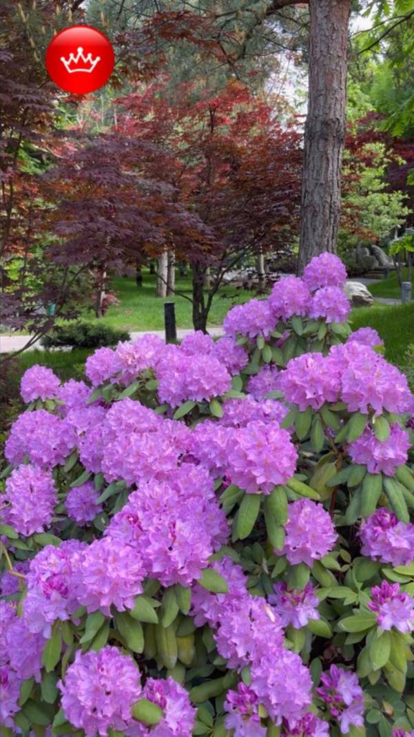 😎Отдыхаем в Японском саду парк Галицкого 2025. смотреть онлайн