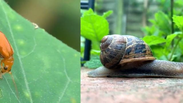 KidsBox_Level1_Unit8_CLIL_video смотреть онлайн